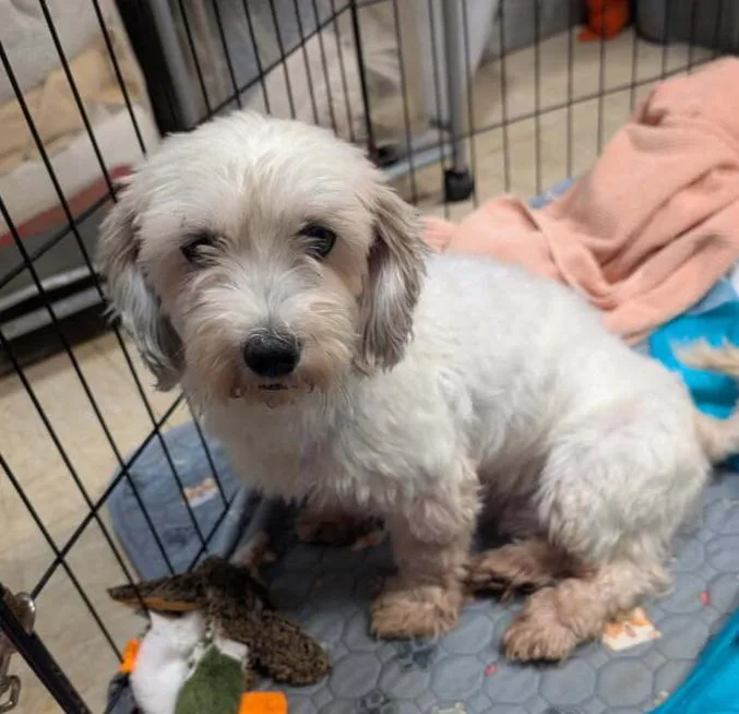 An adult small-sized female Coton de Tulear dog named Colette for adoption in Caldwell, NJ