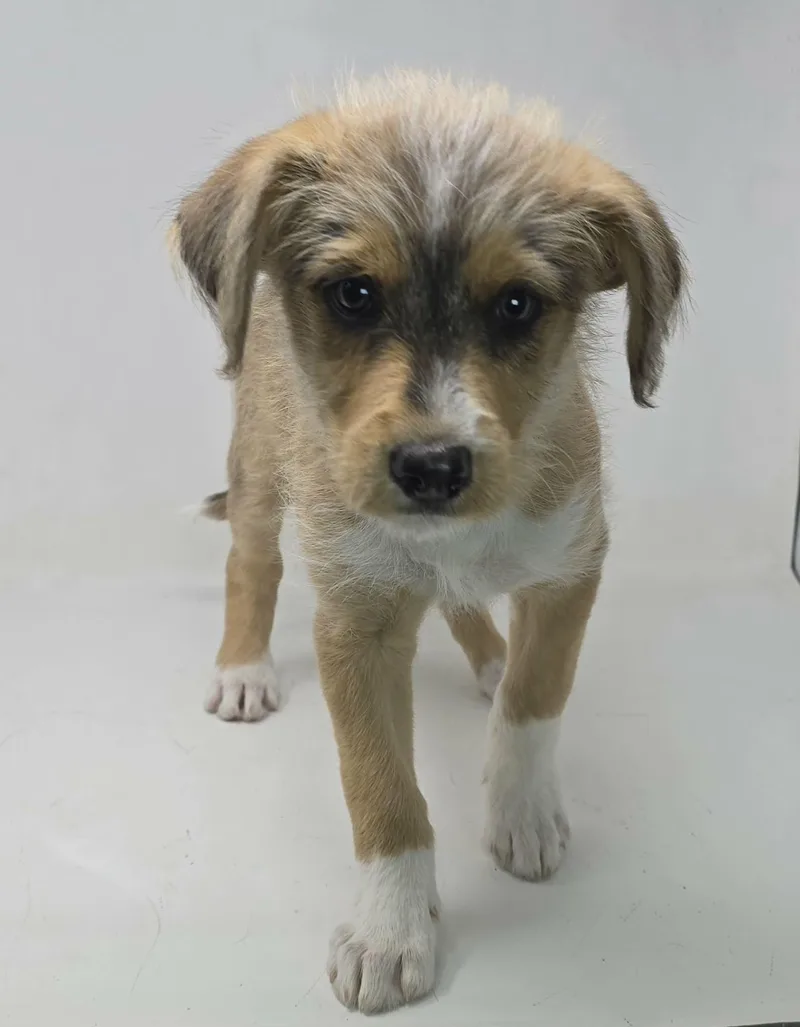A baby medium-sized male Tricolor (Brown, Black, & White) Husky dog named Point for adoption in Newport, TN