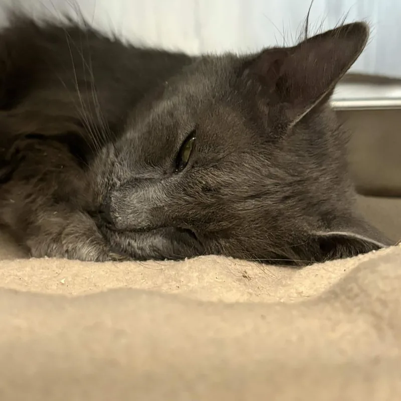 A young medium-sized male Gray / Blue / Silver Domestic Medium Hair cat named Indy for adoption in Gloucester, VA