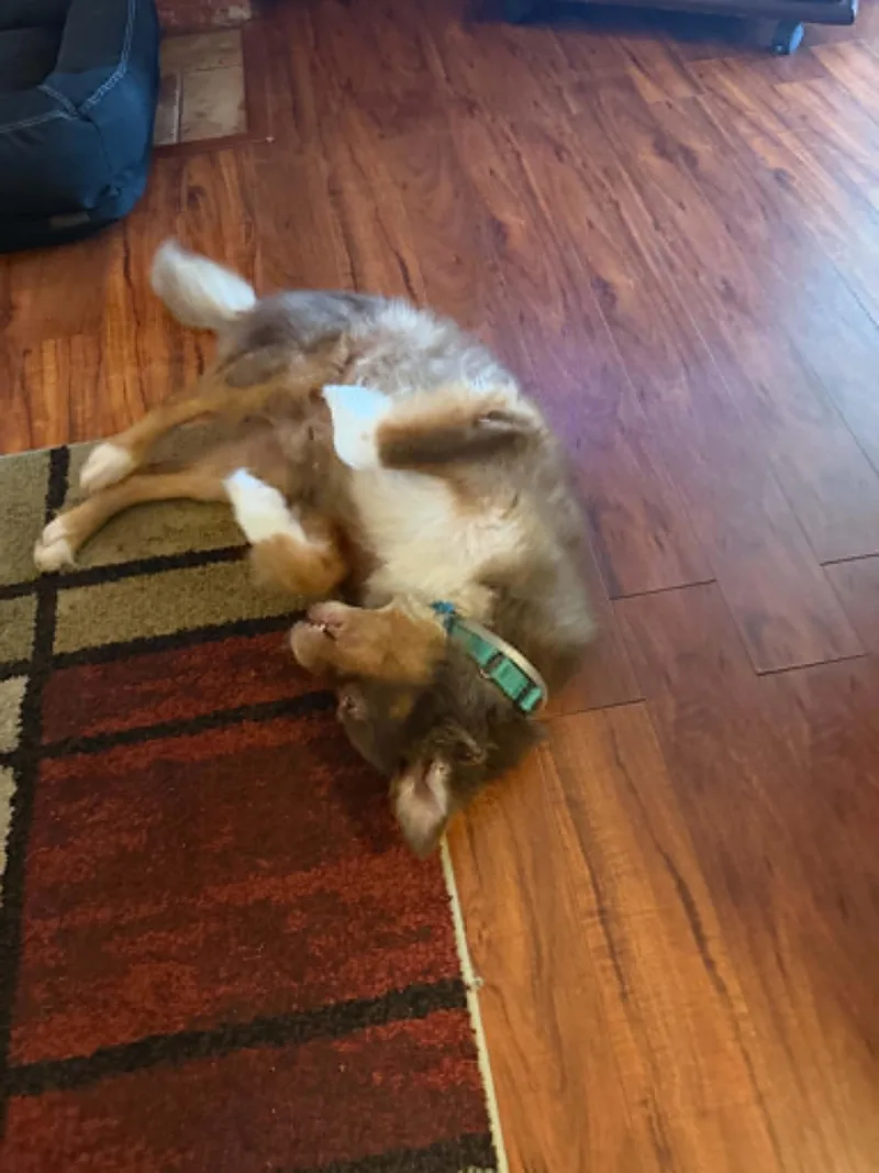 An adult medium-sized male Australian Shepherd dog named Juno for adoption in Houston, TX