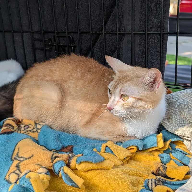 A young small-sized female Orange & White Domestic Short Hair cat named Farfalle for adoption in Buffalo, NY