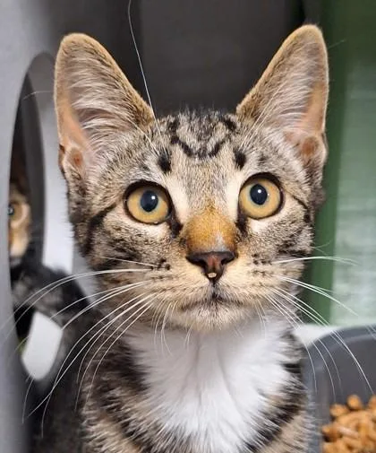 A baby medium-sized male Brown / Chocolate Domestic Short Hair cat named Cockatoo for adoption in Sacramento, CA