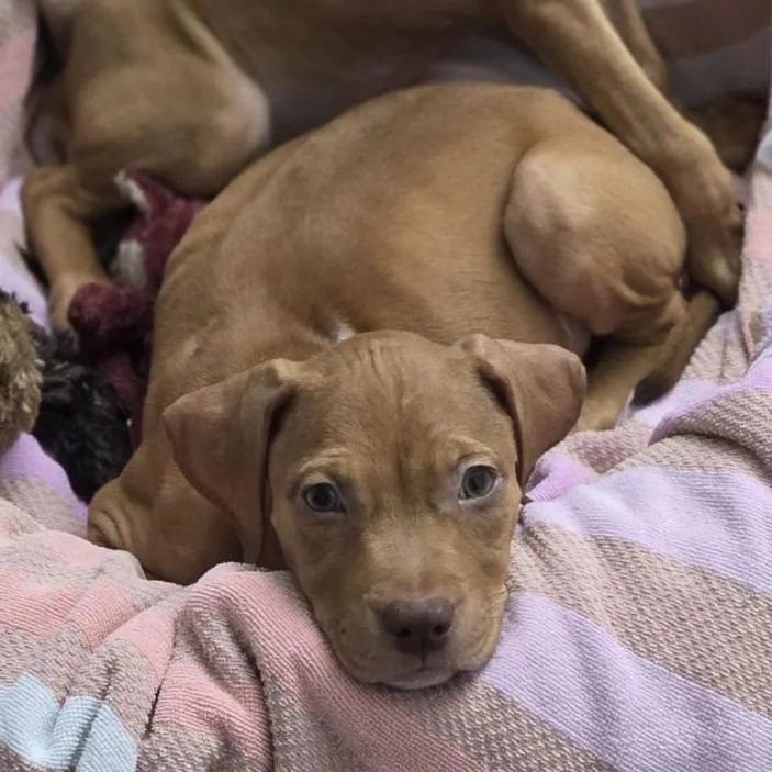 A baby medium-sized female Red / Chestnut / Orange Black Mouth Cur dog named Winnie for adoption in Ocala, FL