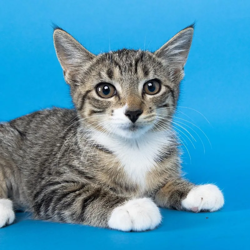 A baby small-sized female Brown / Chocolate Domestic Short Hair cat named Deep Fried Oreo for adoption in Franklin, TN