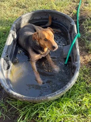 A young large-sized male Tricolor (Brown, Black, & White) German Shepherd Dog dog named Arthur for adoption in Boerne, TX