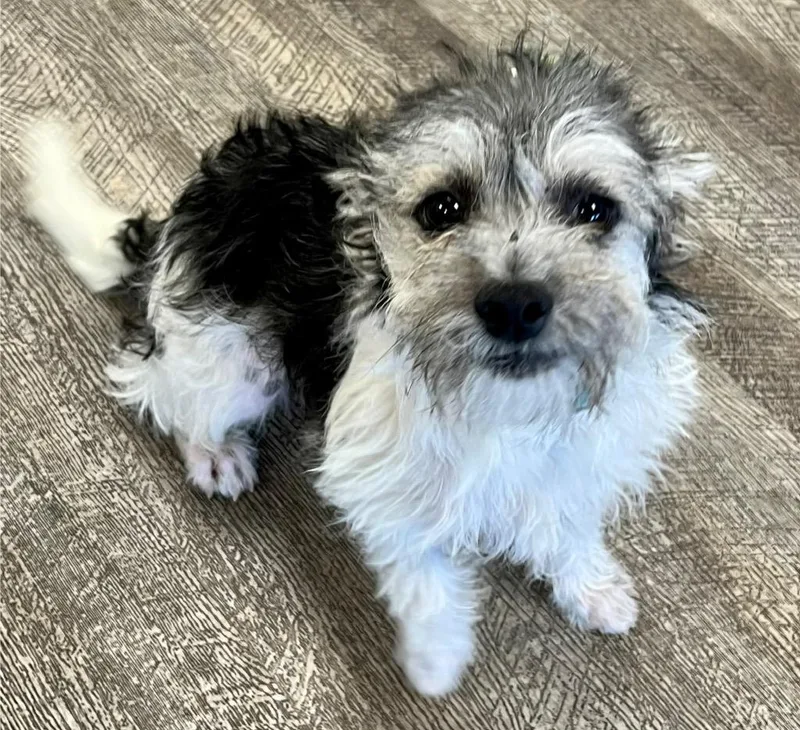 A baby small-sized male Maltese dog named Finn for adoption in Lake Forest, CA