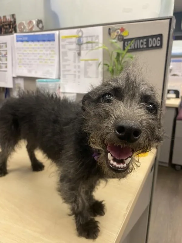 Pepper