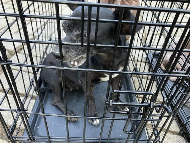 An adult small-sized female Mixed Breed dog named Thranduil for adoption in Dallas, TX