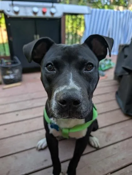 A young medium-sized male Mixed Breed dog named MSTJ McCluster for adoption in Chamblee, GA
