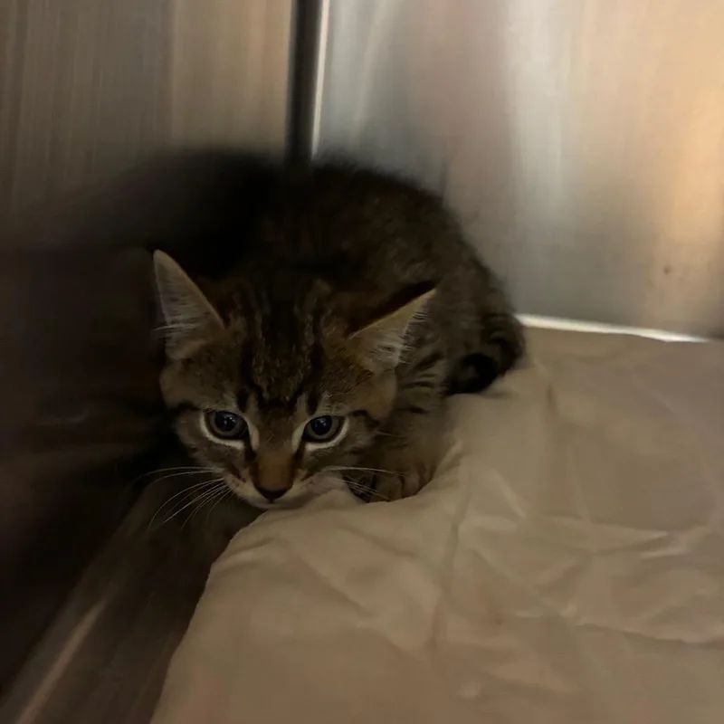 A baby small-sized male Gray / Blue / Silver Domestic Short Hair cat named Frisco for adoption in Chattanooga, TN