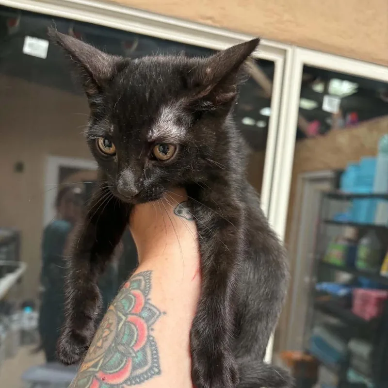 A young small-sized female Black Domestic Short Hair cat named Sapphire for adoption in Las Cruces, NM