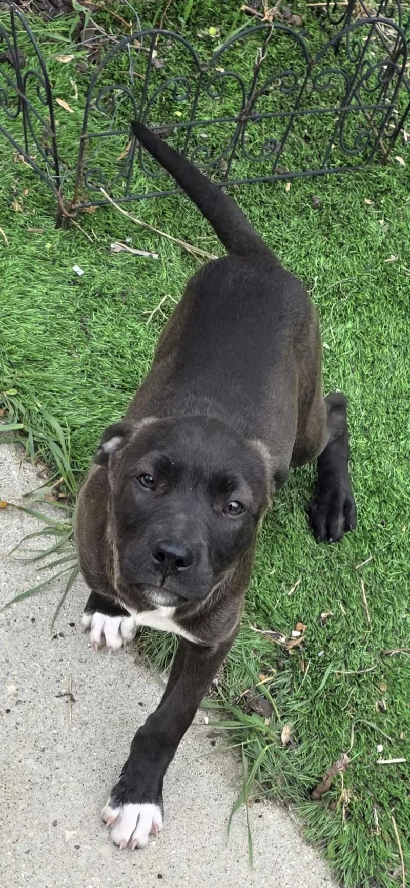 A baby large-sized female Brown / Chocolate Mixed Breed dog named Nikki for adoption in Kenosha, WI