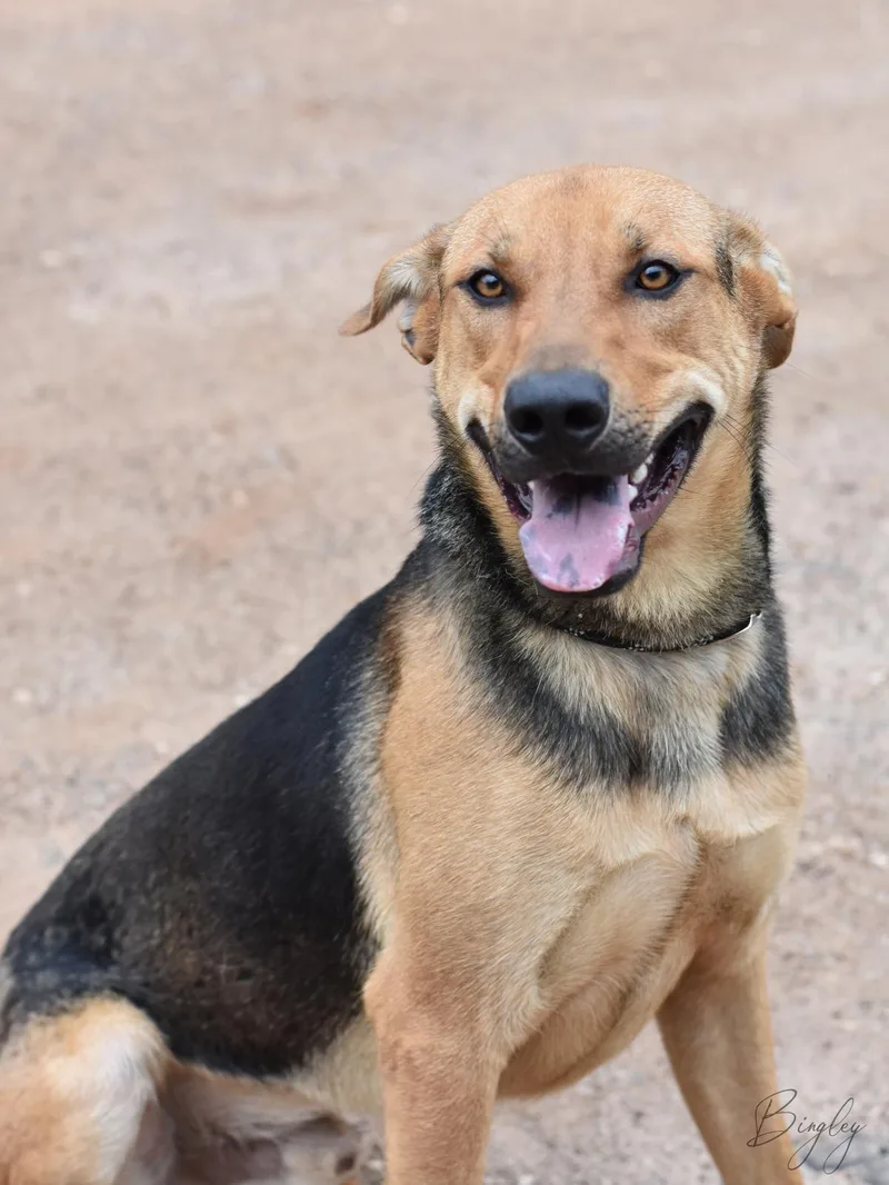 An adult medium-sized male German Shepherd Dog dog named Ryder for adoption in Houston, TX