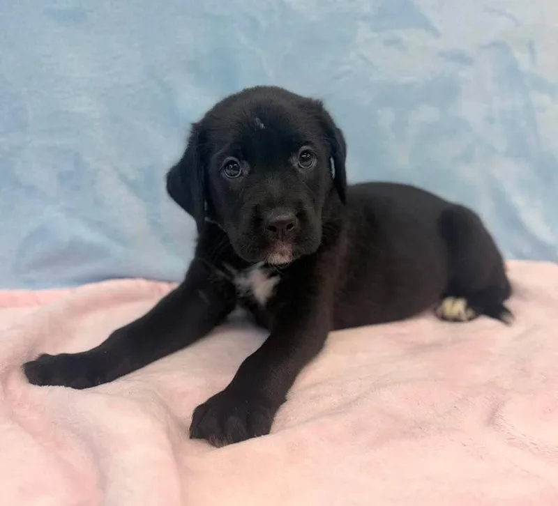 A baby large-sized male Tricolor (Brown, Black, & White) Labrador Retriever dog named Marty for adoption in Sedalia, CO