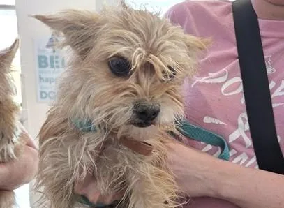 A young small-sized female Chihuahua dog named Fawn for adoption in Colorado Springs, CO
