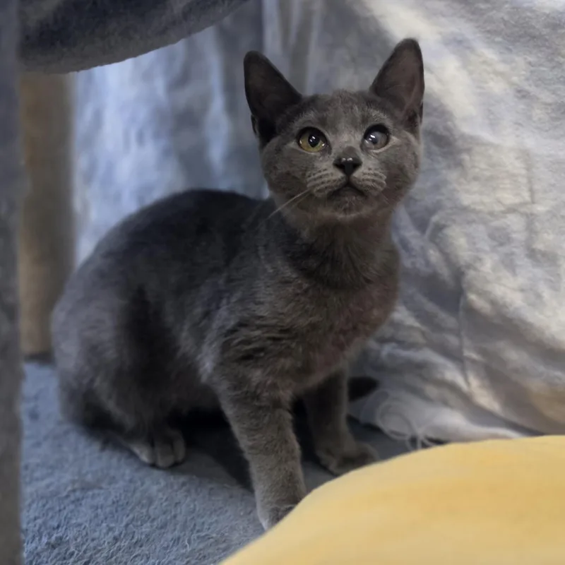 A baby medium-sized female Gray / Blue / Silver Domestic Short Hair cat named Fig for adoption in Lowell, AR