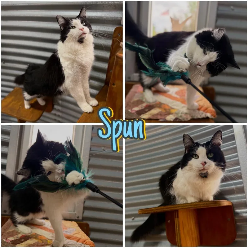 Spun thumbnail 6