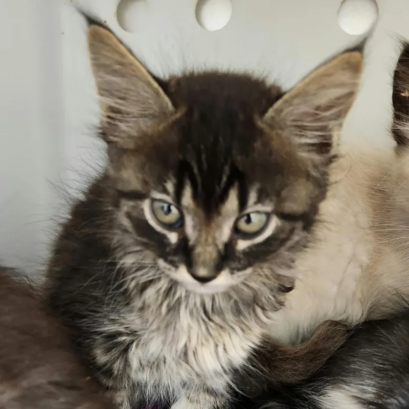 A baby small-sized female Domestic Long Hair cat named Dairy for adoption in Leander, TX