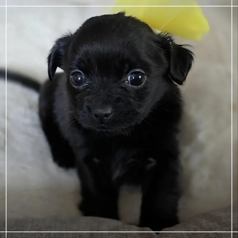 A baby small-sized female Black Chihuahua dog named Blossom for adoption in Chandler, AZ