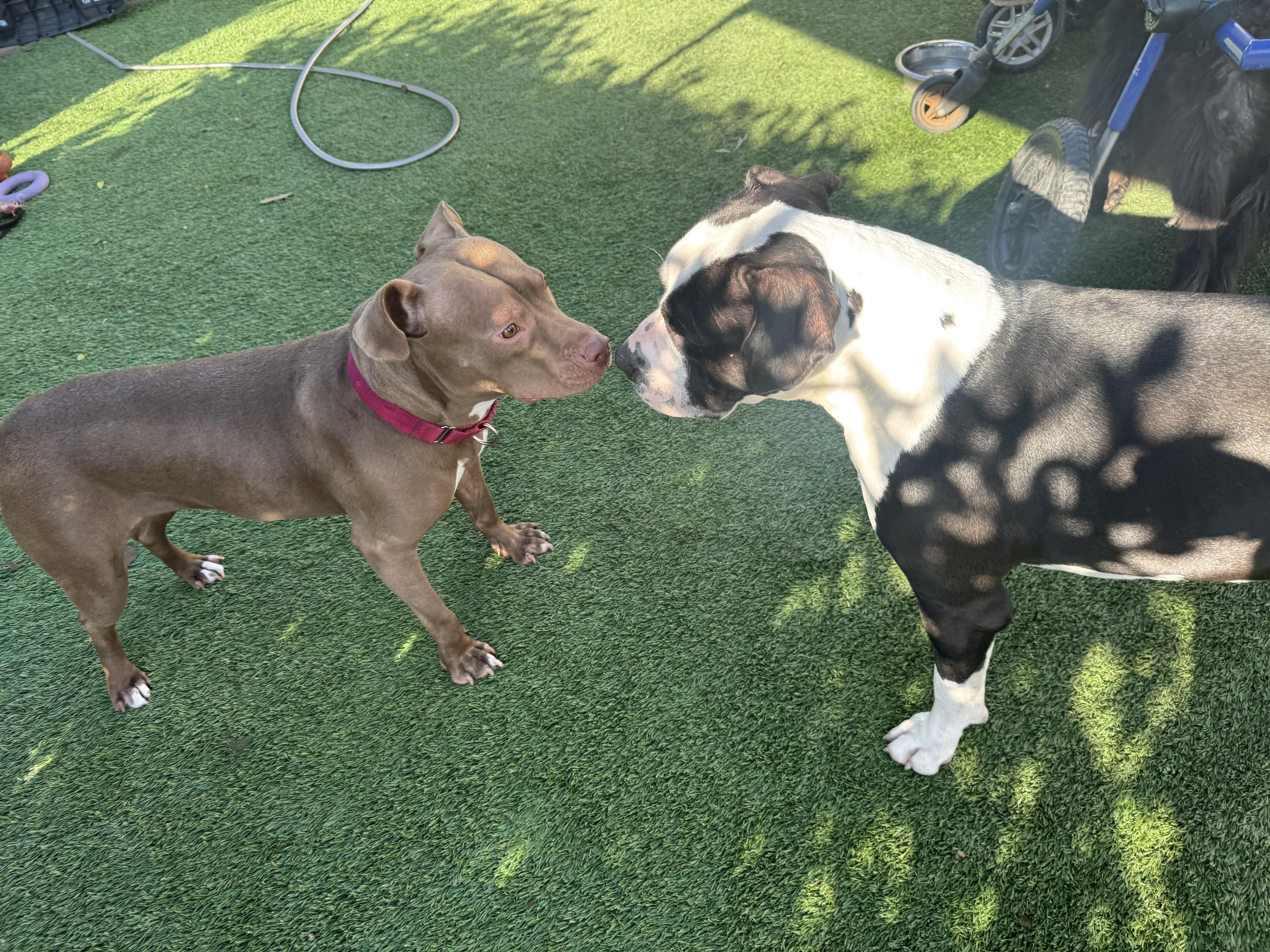 Hazel Skye thumbnail 2