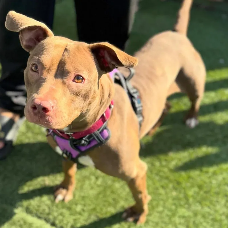 Hazel Skye thumbnail 4