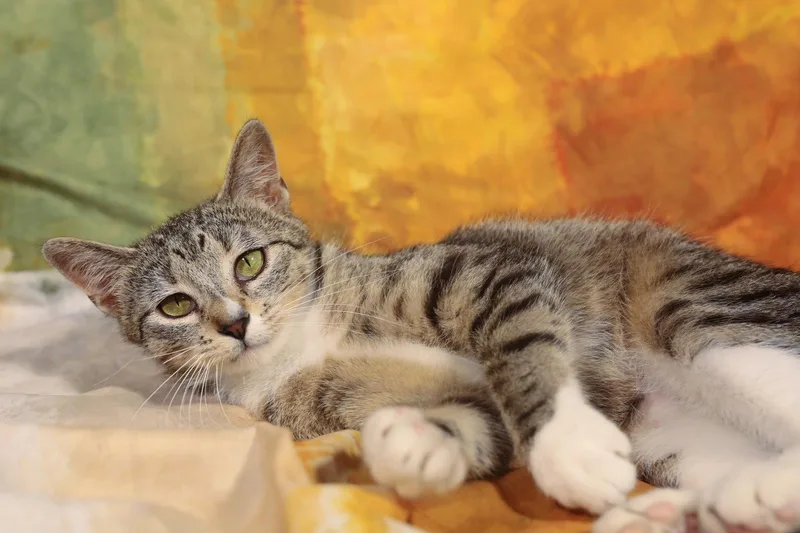 A young medium-sized female Domestic Short Hair cat named Moizelle for adoption in New Prague, MN