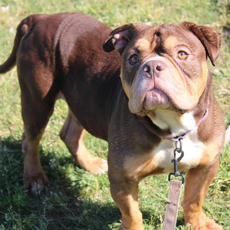 An adult medium-sized male Brown / Chocolate Pit Bull Terrier dog named Bernard for adoption in Cleveland, MS