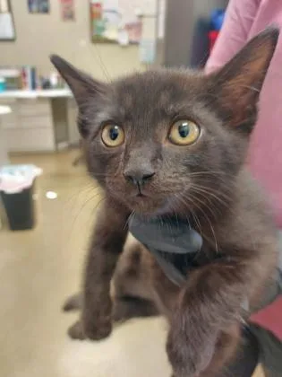 A baby small-sized male Domestic Short Hair cat named Mocha for adoption in Fishers, IN