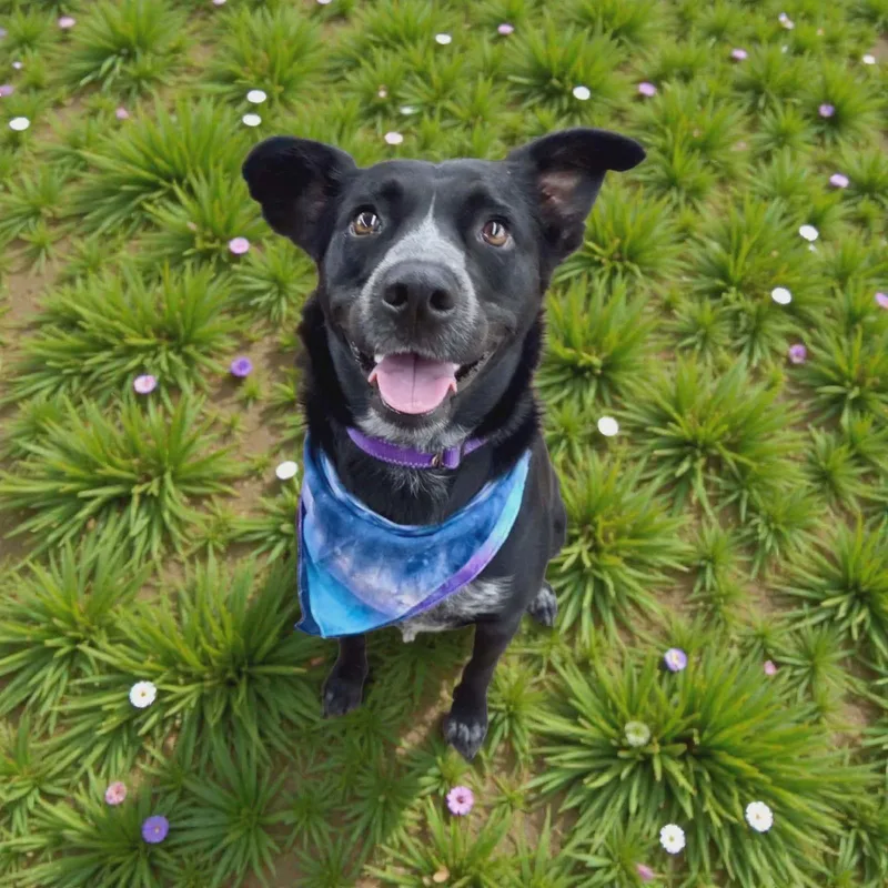 Border Collie Brats Momma