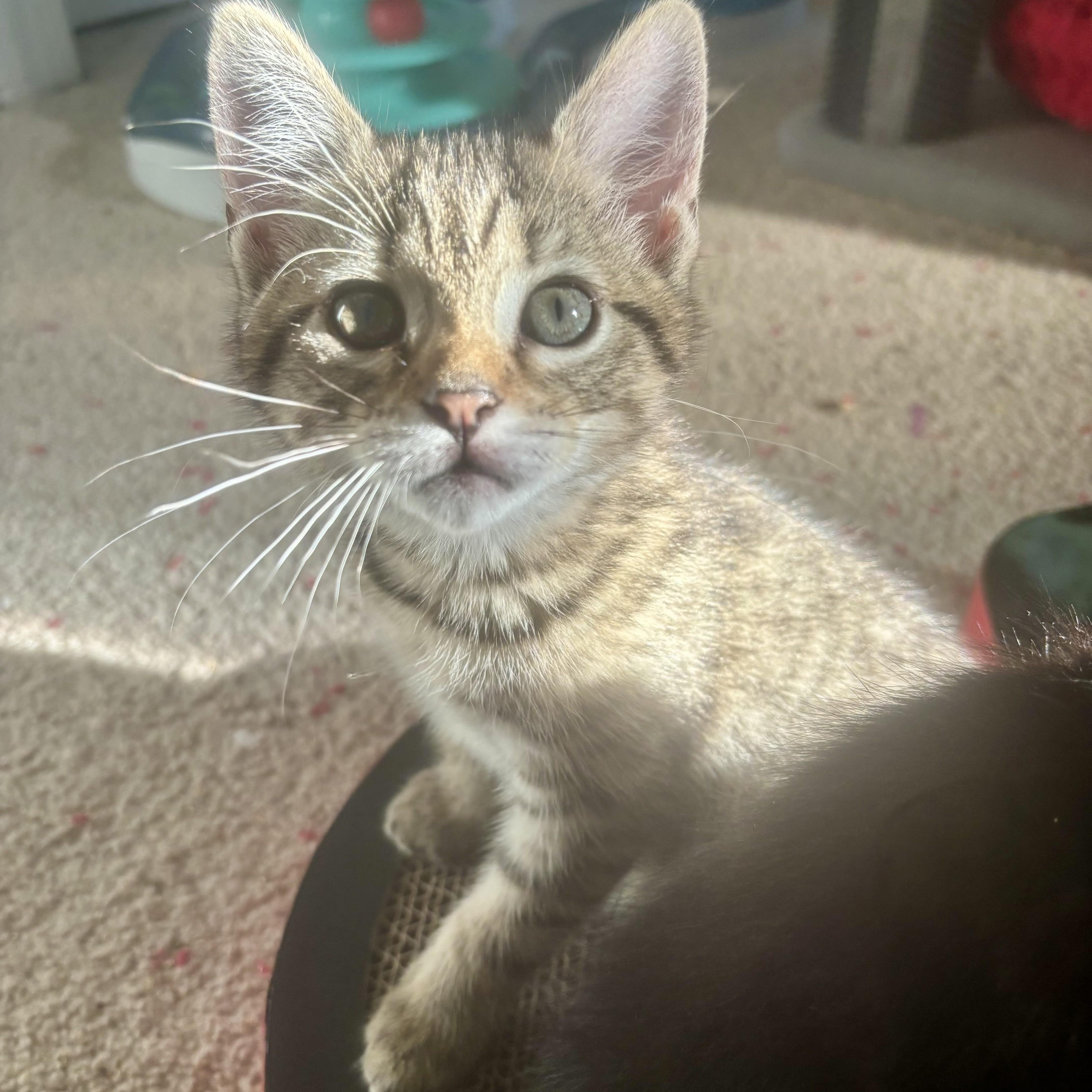 A baby medium-sized female Tabby (Buff / Tan / Fawn) Domestic Short Hair cat named Forsythia for adoption in Richmond, VA