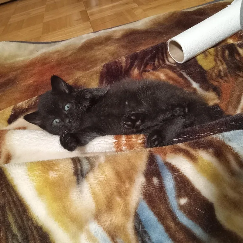 A baby small-sized male Domestic Short Hair cat named Comet for adoption in Ruckersville, VA