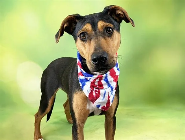 A young medium-sized male Pointer dog named Shilo for adoption in Fort Lauderdale, FL