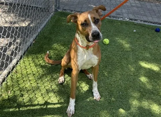 A young medium-sized female Boxer dog named Daffodil for adoption in San Jose, CA