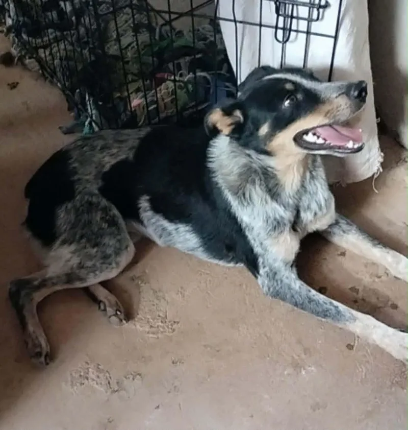 A baby medium-sized female Australian Cattle Dog / Blue Heeler dog named Lulu for adoption in Tucson, AZ