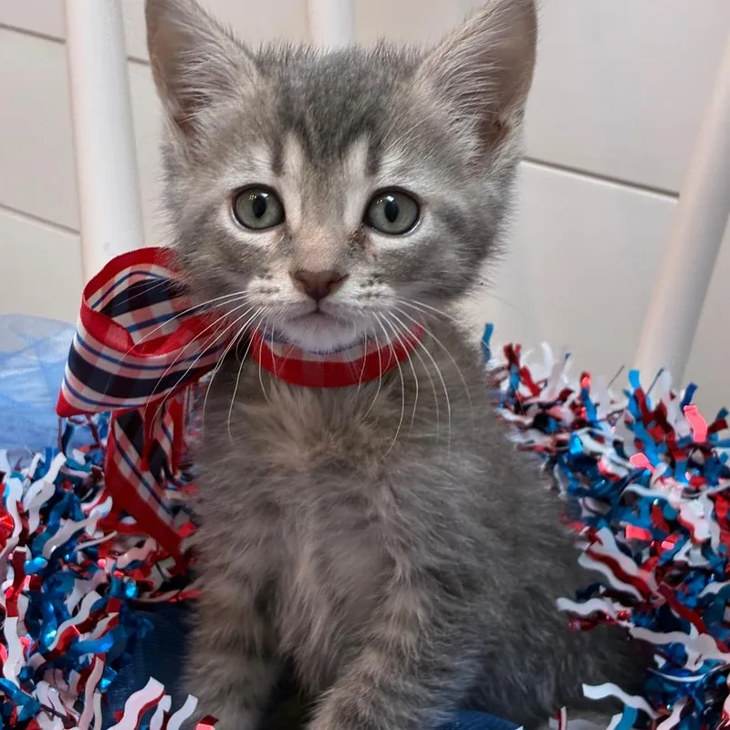 A baby small-sized female Gray / Blue / Silver Domestic Short Hair cat named Joliet for adoption in Evansville, IN
