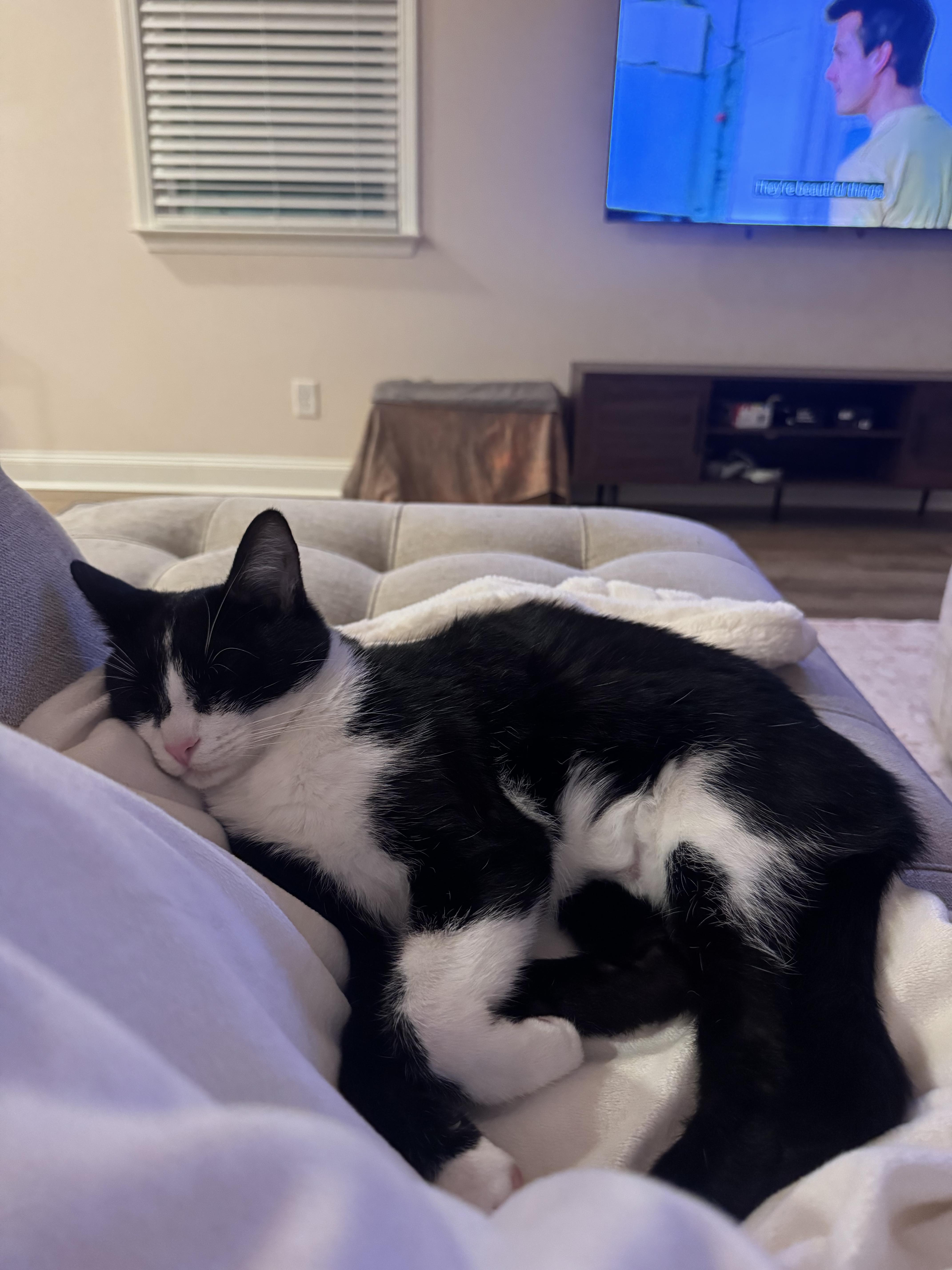 A young medium-sized male Tuxedo cat named Gatewood for adoption in Columbia, SC