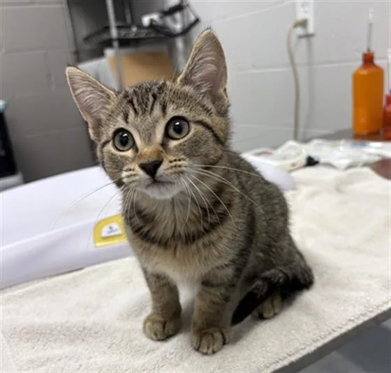 A baby small-sized female Domestic Short Hair cat named Beans for adoption in Indianapolis, IN
