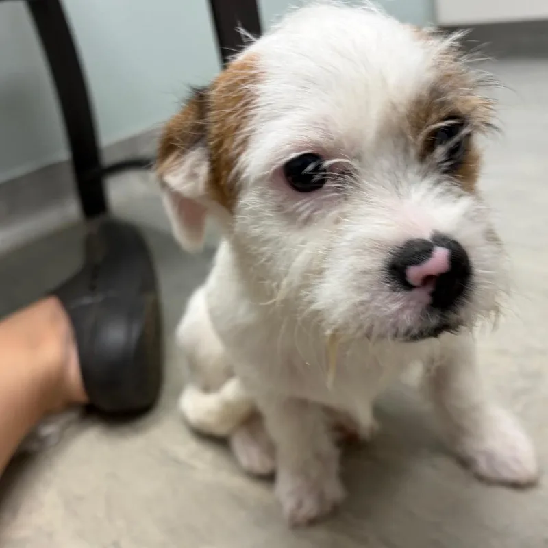 A baby small-sized male Shih Tzu dog named Punkin for adoption in Winder, GA