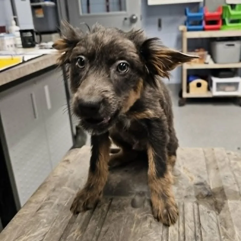 A baby medium-sized male Gray / Blue / Silver Australian Shepherd dog named Theodore for adoption in Fredericksburg, VA
