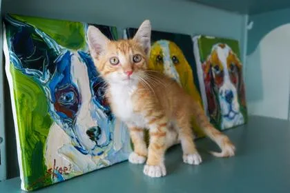 A baby small-sized male Domestic Short Hair cat named Seymor for adoption in San Antonio, TX