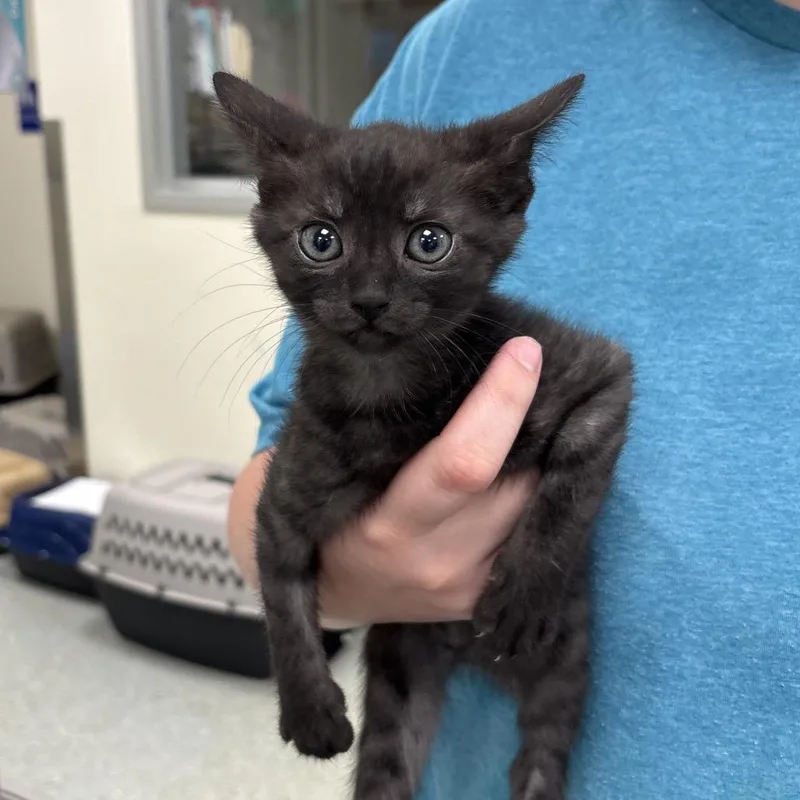 A baby small-sized female Black Domestic Short Hair cat named Audi for adoption in Galax, VA