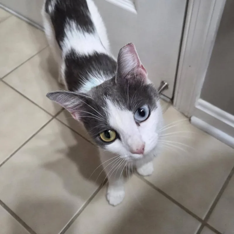 A young small-sized female Gray / Blue / Silver Domestic Short Hair cat named Charlotte for adoption in Reisterstown, MD