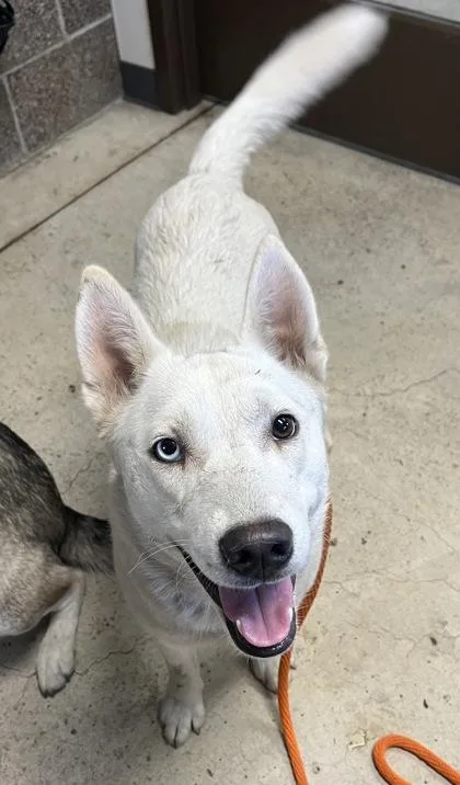 An adult large-sized female Husky dog named Asami for adoption in Eugene, OR