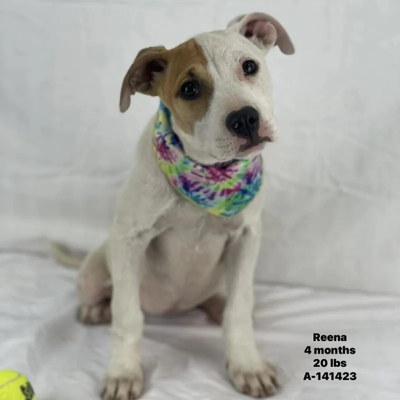 A baby medium-sized female White / Cream Labrador Retriever dog named Reena  Local April for adoption in Brookshire, TX
