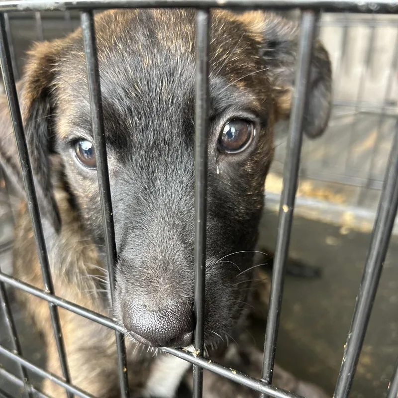 A baby small-sized male Yellow / Tan / Blond / Fawn Black Mouth Cur dog named Colton for adoption in Lufkin, TX