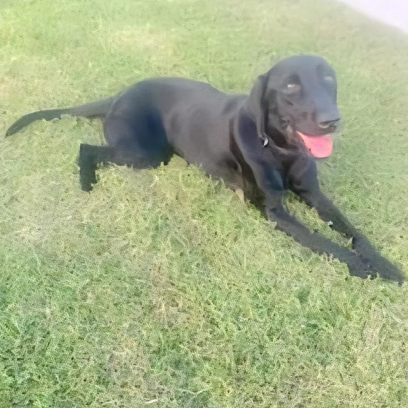 Lucas Gabriel "i Just