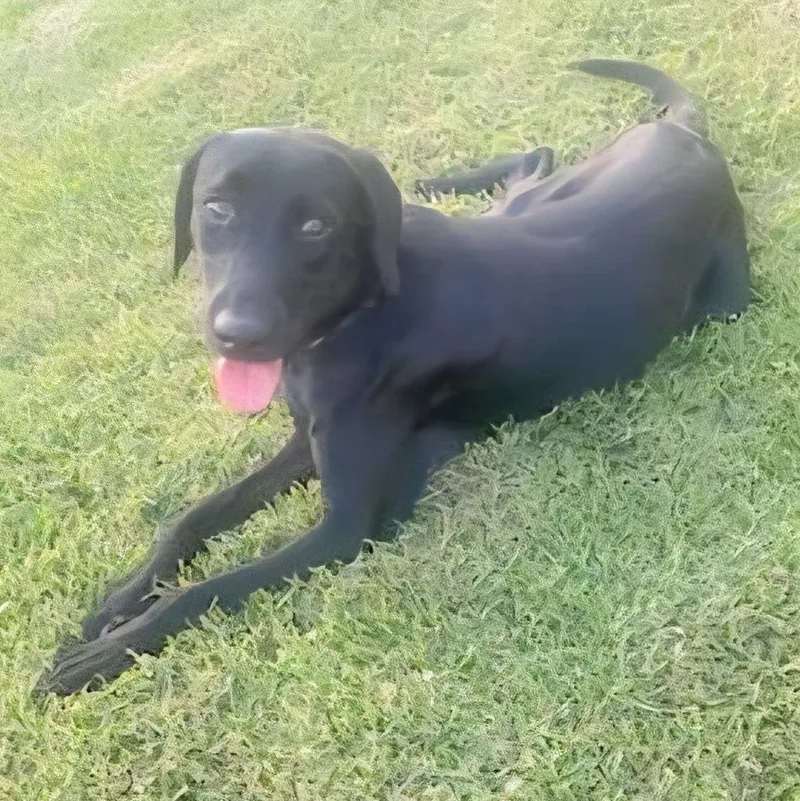 Lucas Gabriel "i Just thumbnail 2