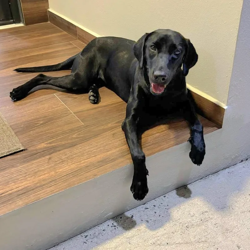 Lucas Gabriel "i Just thumbnail 4