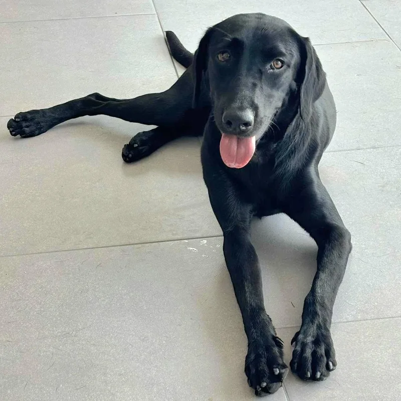 Lucas Gabriel "i Just thumbnail 6