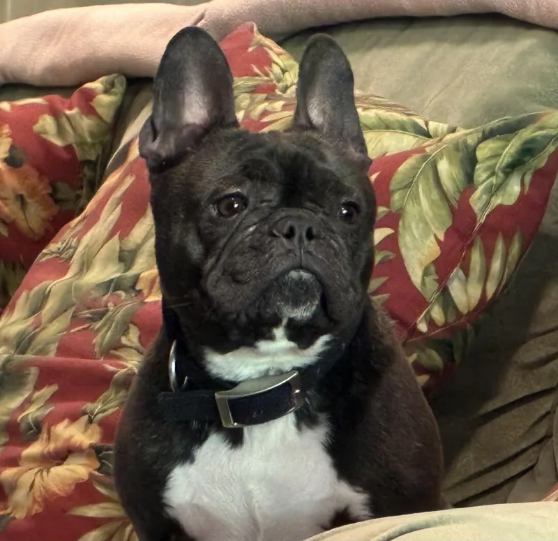 An adult small-sized female Black French Bulldog dog named Lilie for adoption in Ridgefield, CT